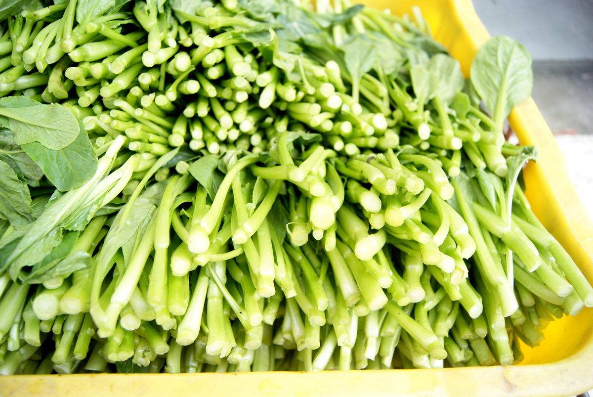 菜心- 优质问答专区