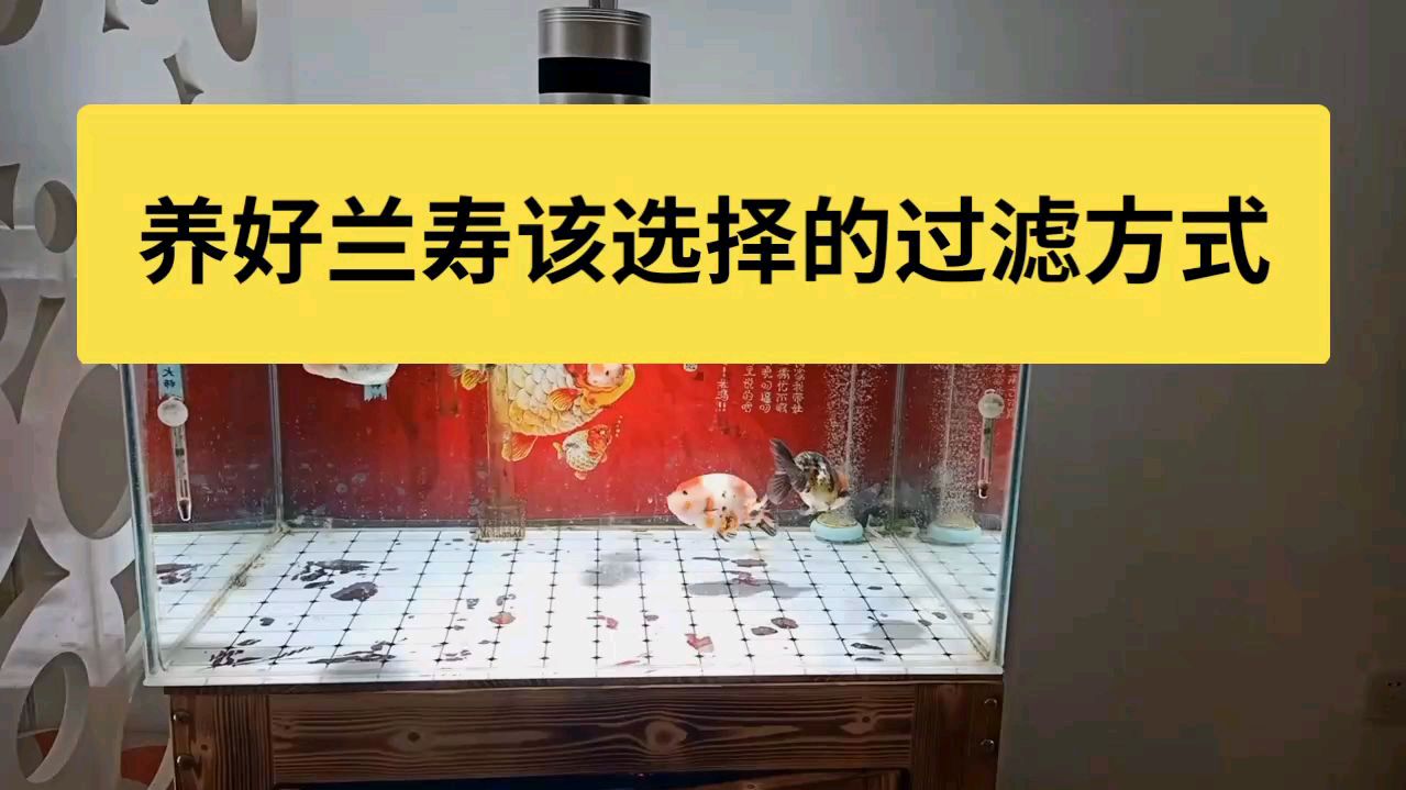 新手学养兰寿金鱼第三期:选择对了过滤方式,养起鱼来得心应手