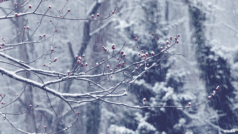 今日立冬,我听见雪落下的声音