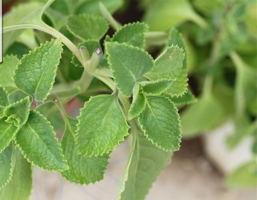 植物扒拉香的图片图片