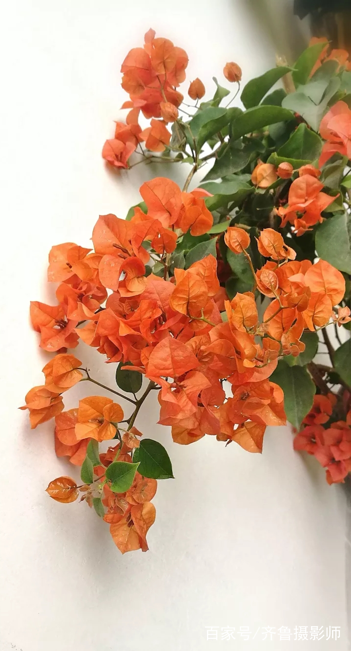 叶子花（叶子花毛衣编织教程）