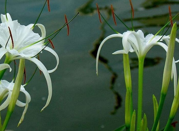 夜兰花知识科普,教你轻松识别夜兰花