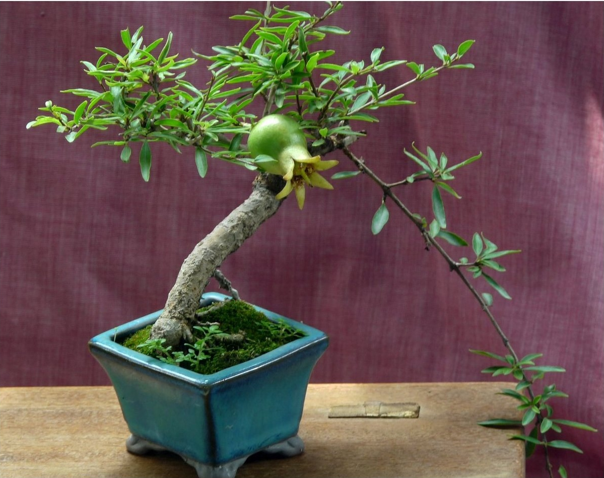 世界上最矮的树,最高不过5厘米,长不高的原因让人"心酸"