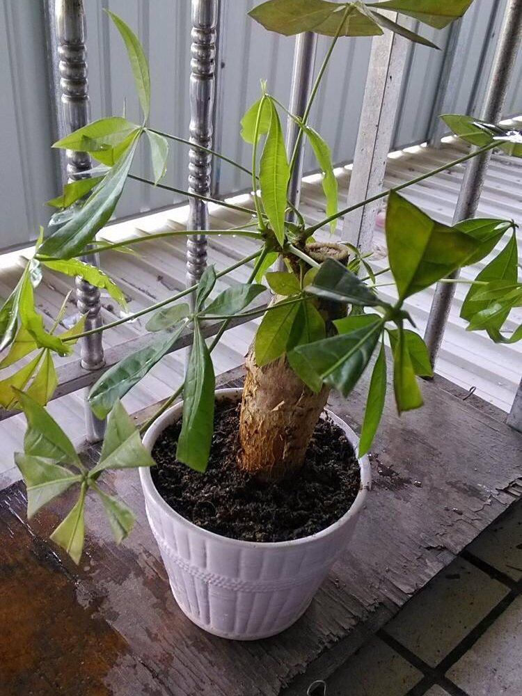 冬天绿植怎样保暖,防寒?做"2步",不掉叶不烂根,漂亮又耐冻