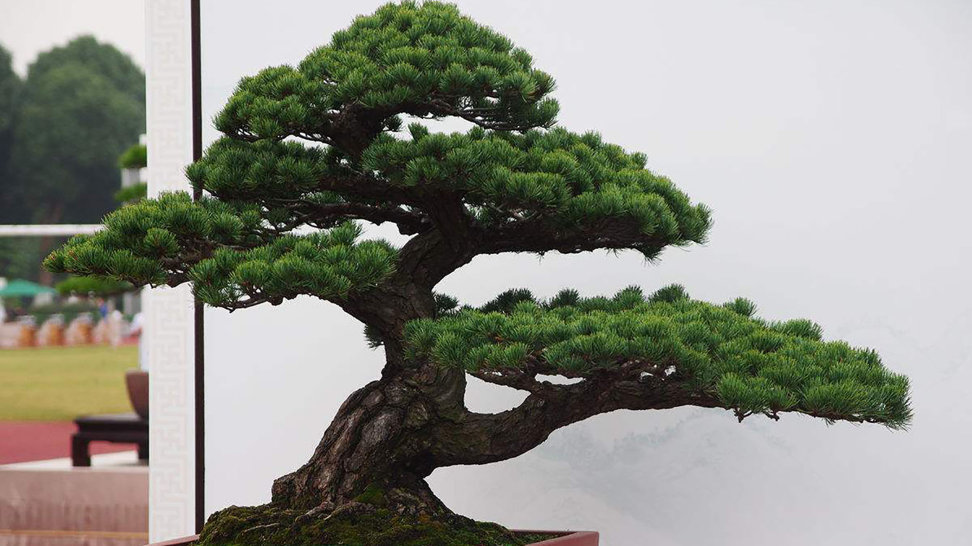 各种松针树图片大全图片