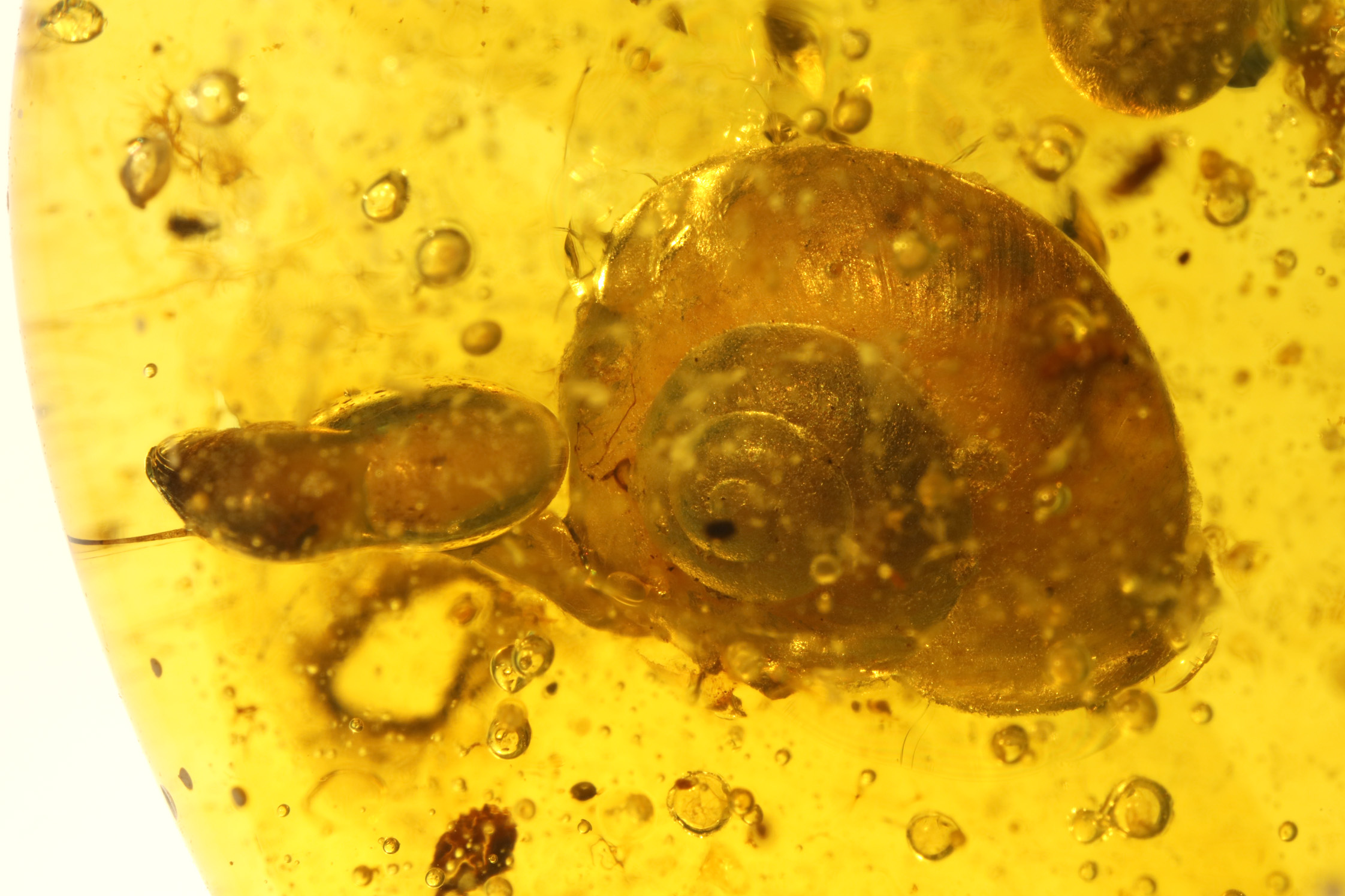 琥珀螺蜗牛图片