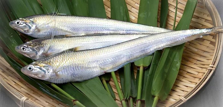 "今年起为了保护生态环境与物种资源,国家永久禁捕长江刀鱼,大家品尝