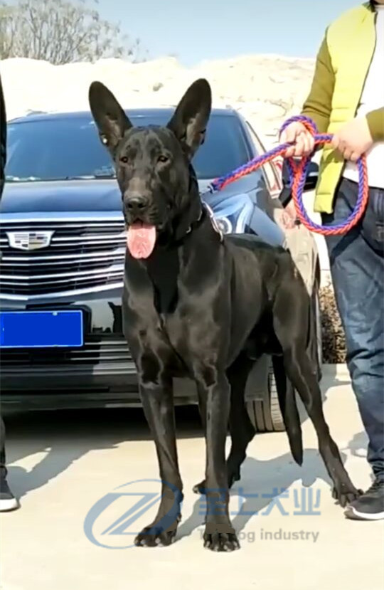 吉林墨界黑狼犬价格真实价多少钱一只
