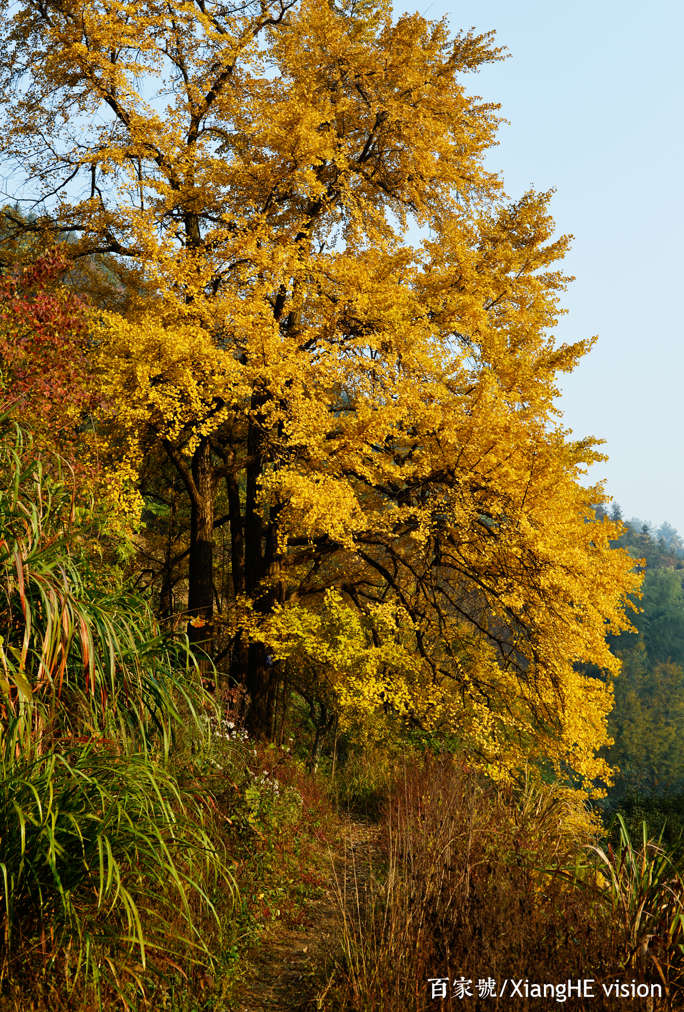 卓尔不群的银杏树,就在杨家村
