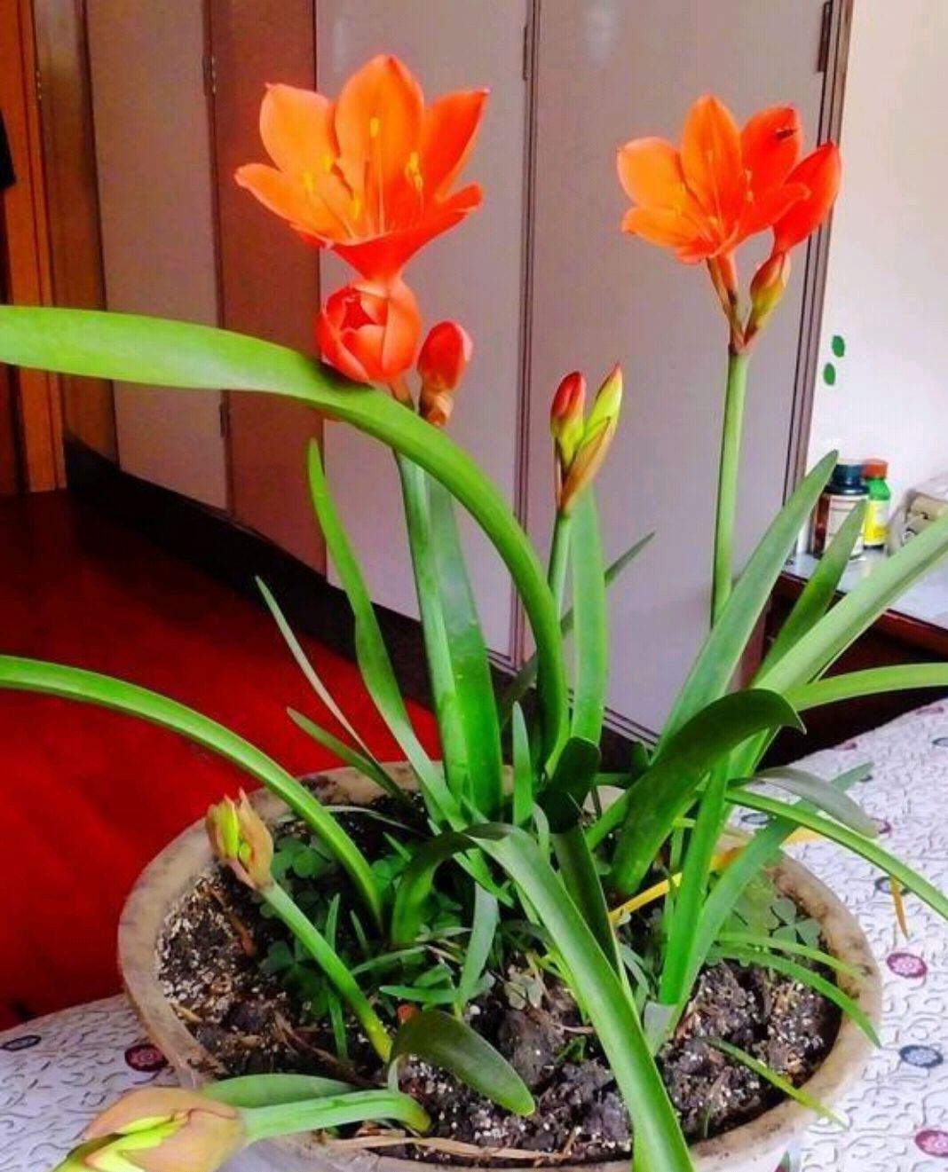 紫根兰用它栽种,球茎又大又圆全是花苞