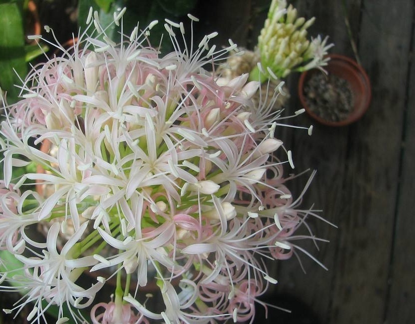 对刺眼花你了解多少?刺眼花知识大全