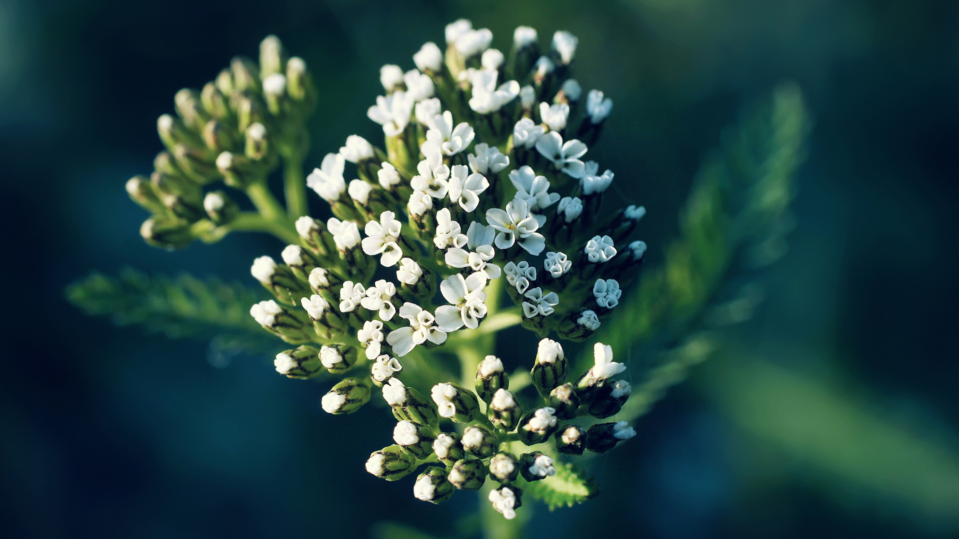 很会持家的星座,会把日子过得越来越红火!