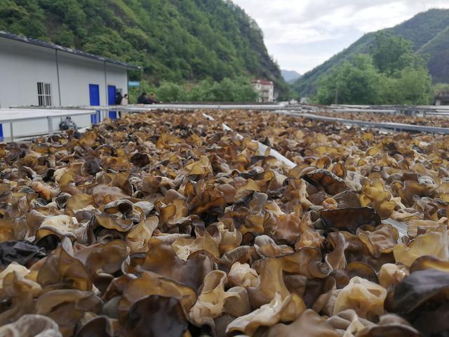 柞水县木耳脱贫图片