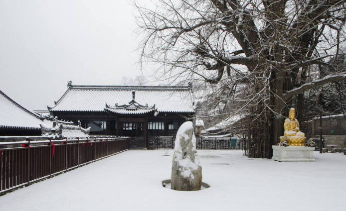 西安古观音禅寺,藏着千年前李世民种的银杏树,秋天赏景最佳地点