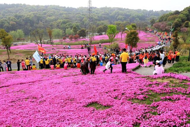 武汉:5000人漫步龙灵山十里花海