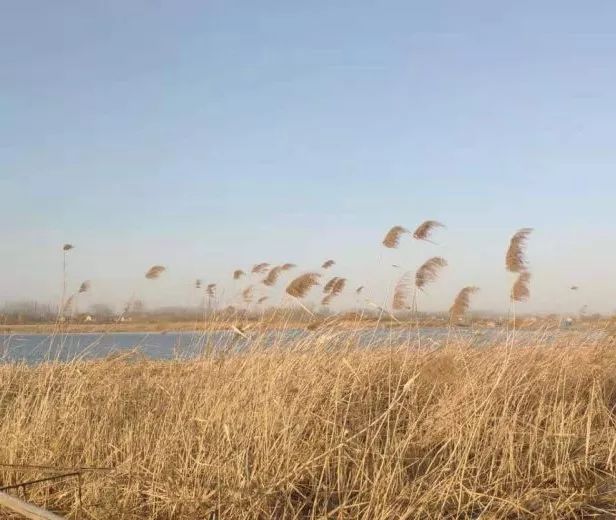 玉田后湖湿地,在这里遇见最初的自己
