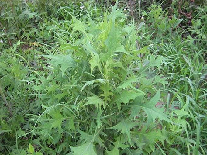 农村这种野菜,长得很像萝卜叶,被农民称为"山莴苣",价值极高