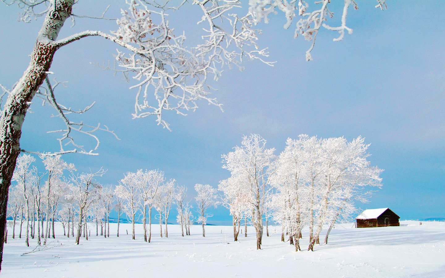 2013的纯白雪景,高清壁纸,风景电脑高清壁纸