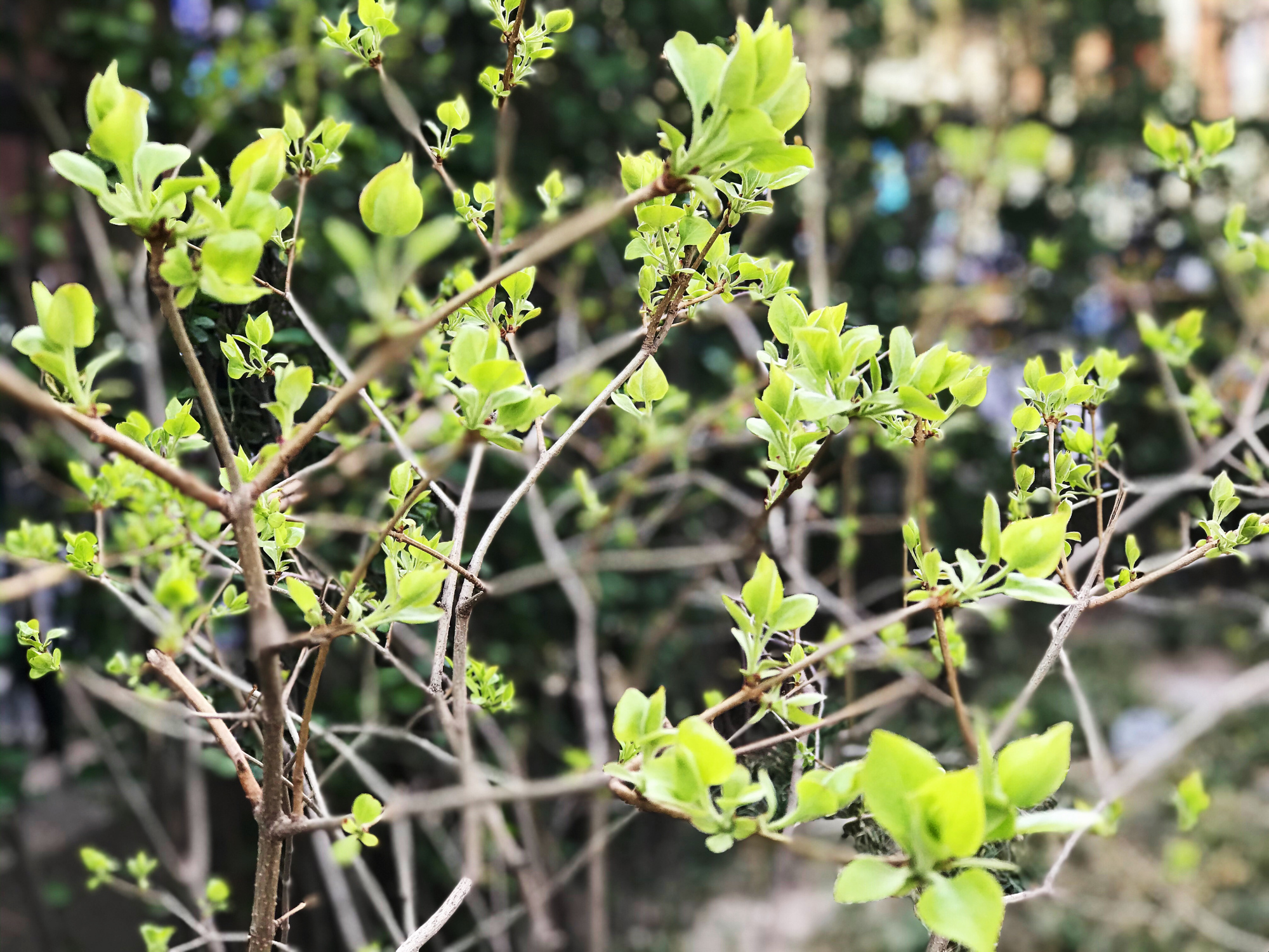 《王孙游》 绿草蔓如丝, 杂树红英发 无论君不归, 君归芳已歇