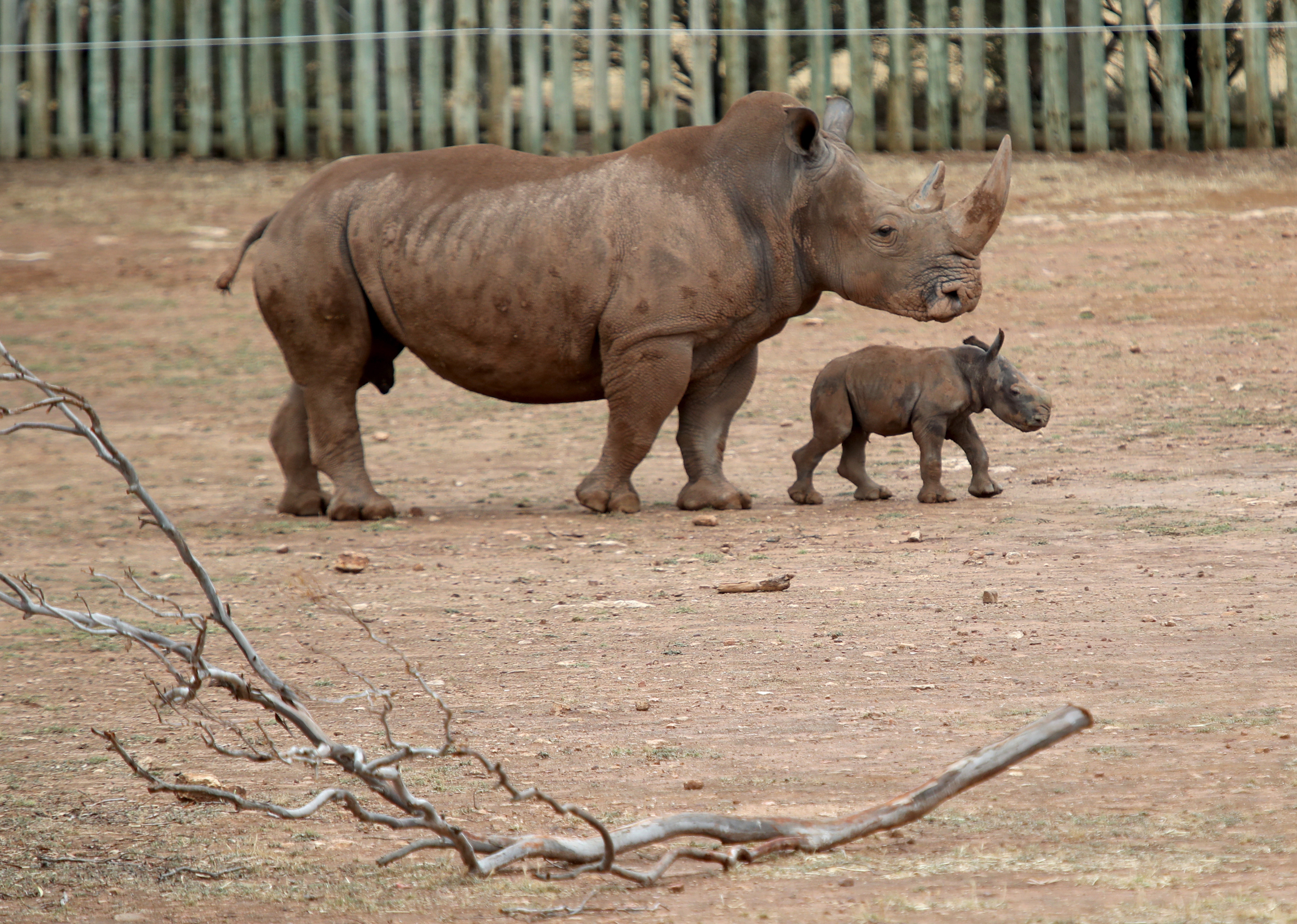 新华社照片,外代,2018年11月7日    (外代二线)新生白犀牛     这是11