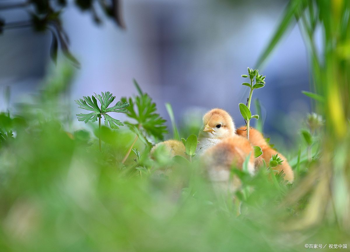 小动物作文:可爱的小鸡