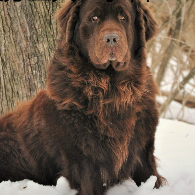 世界十大寿命最短的大型名犬