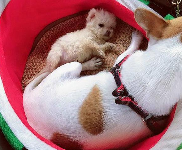 泰迪看上了吉娃娃,几个月后生下这只混血!朋友看后纷纷抢着要买