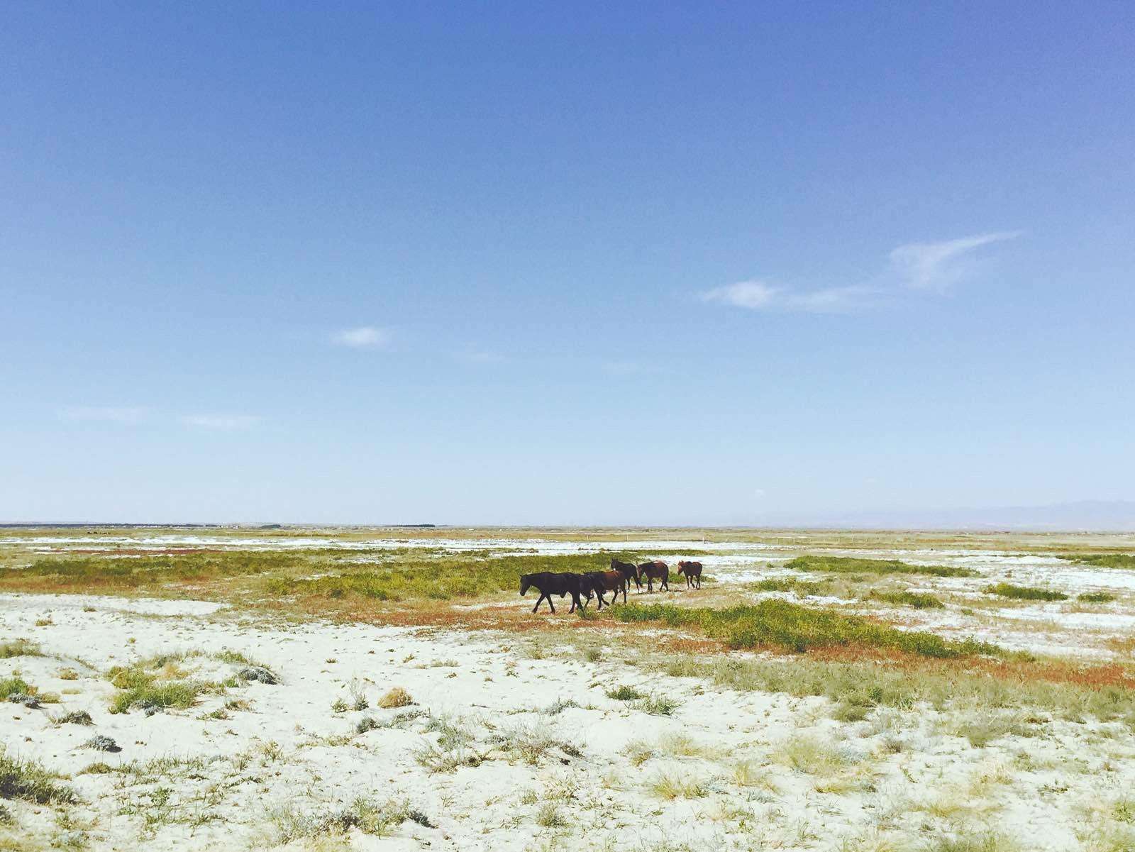 戊戌年八月观新疆盐碱地(新韵)