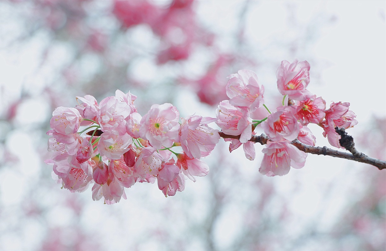 植物风光,三月份的花