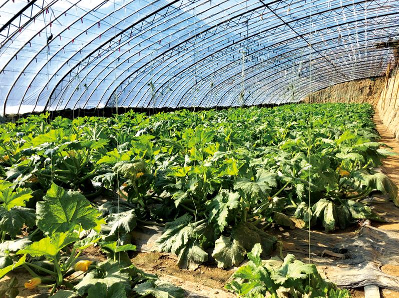 水果- 热门商品专区