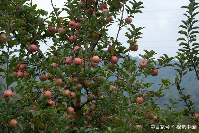 苹果树的生长习性