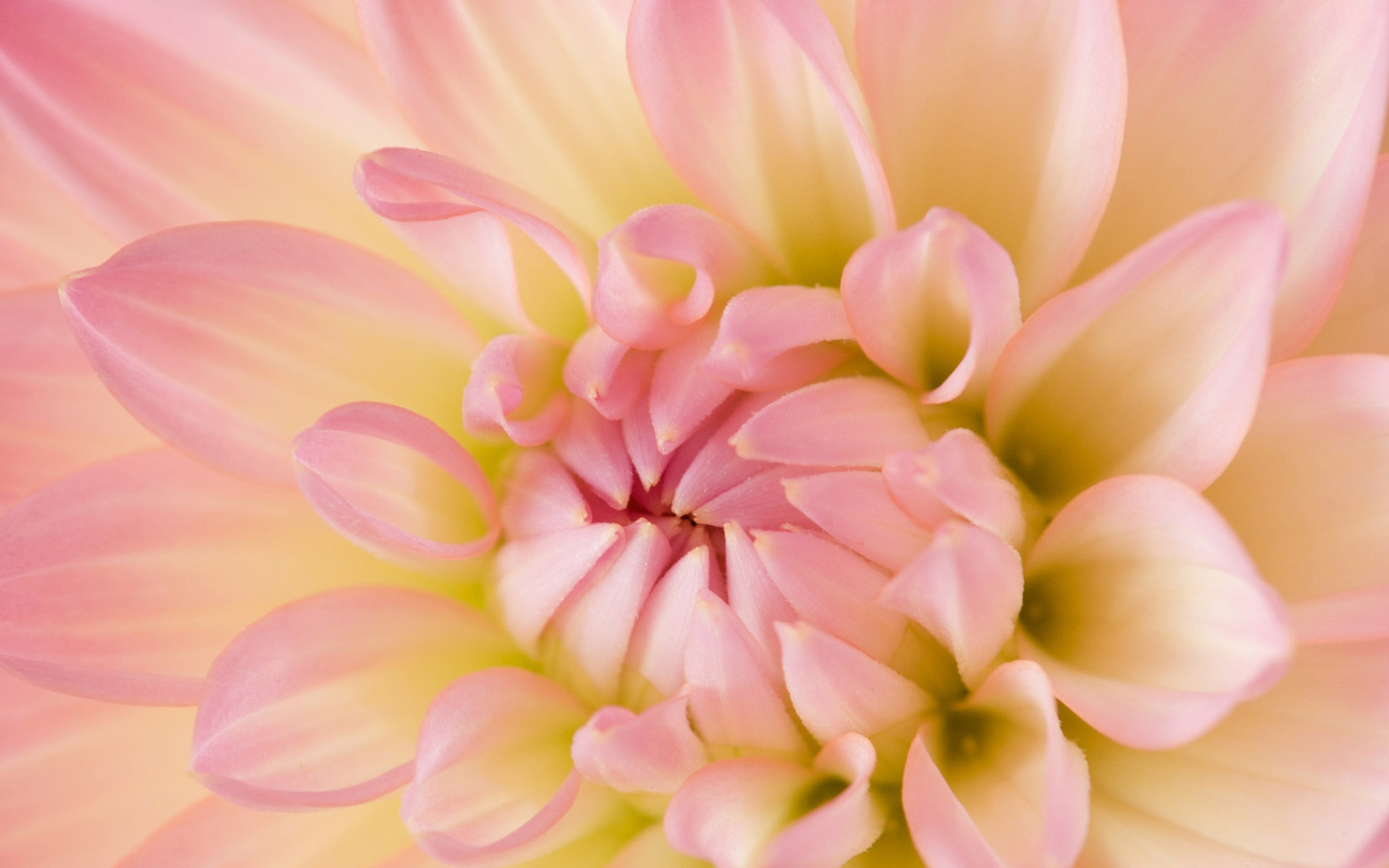 8月结尾,生活枯木逢春,有信心实现梦想的三大星座