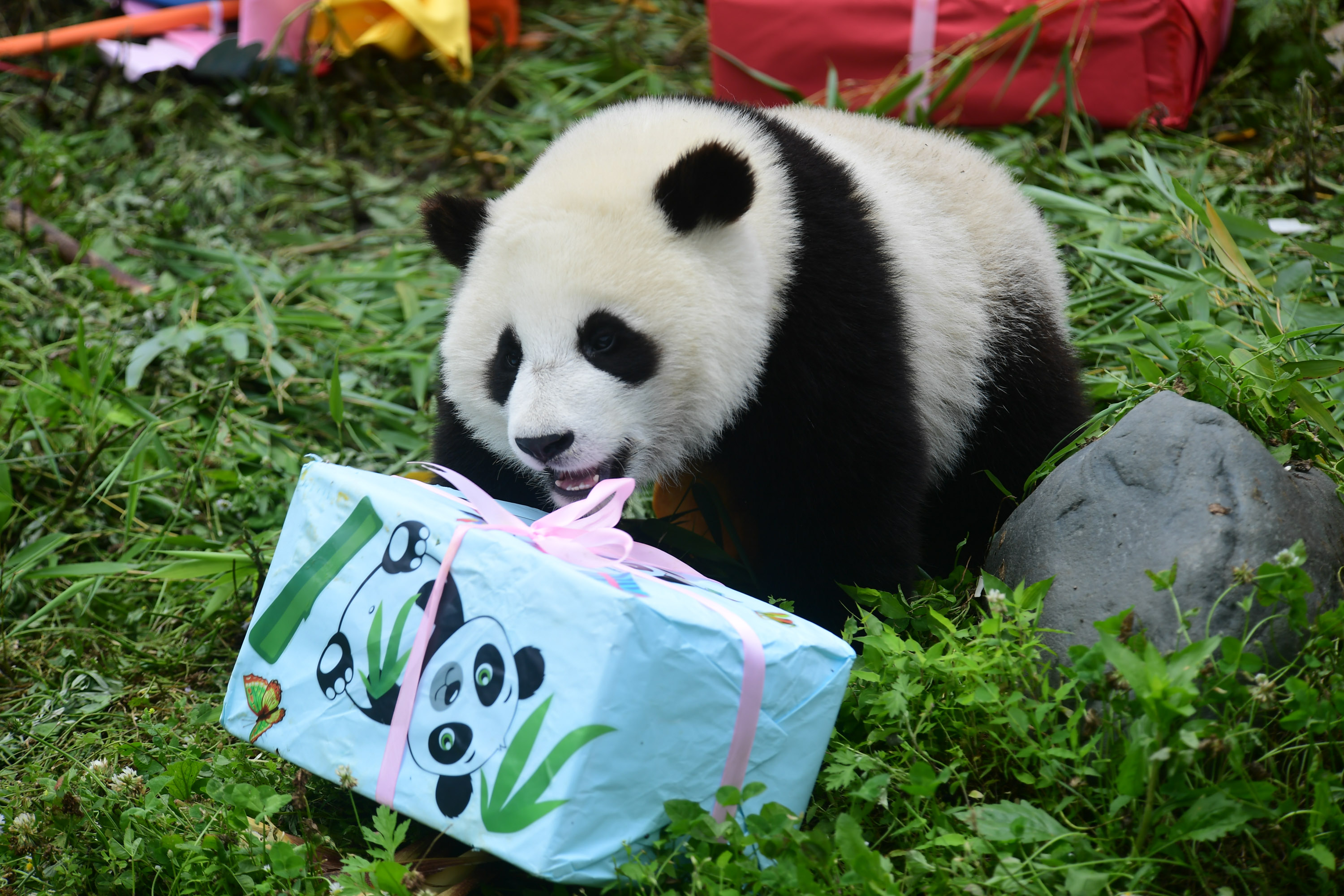 四川卧龙:2018年出生的大熊猫幼仔集体过生日
