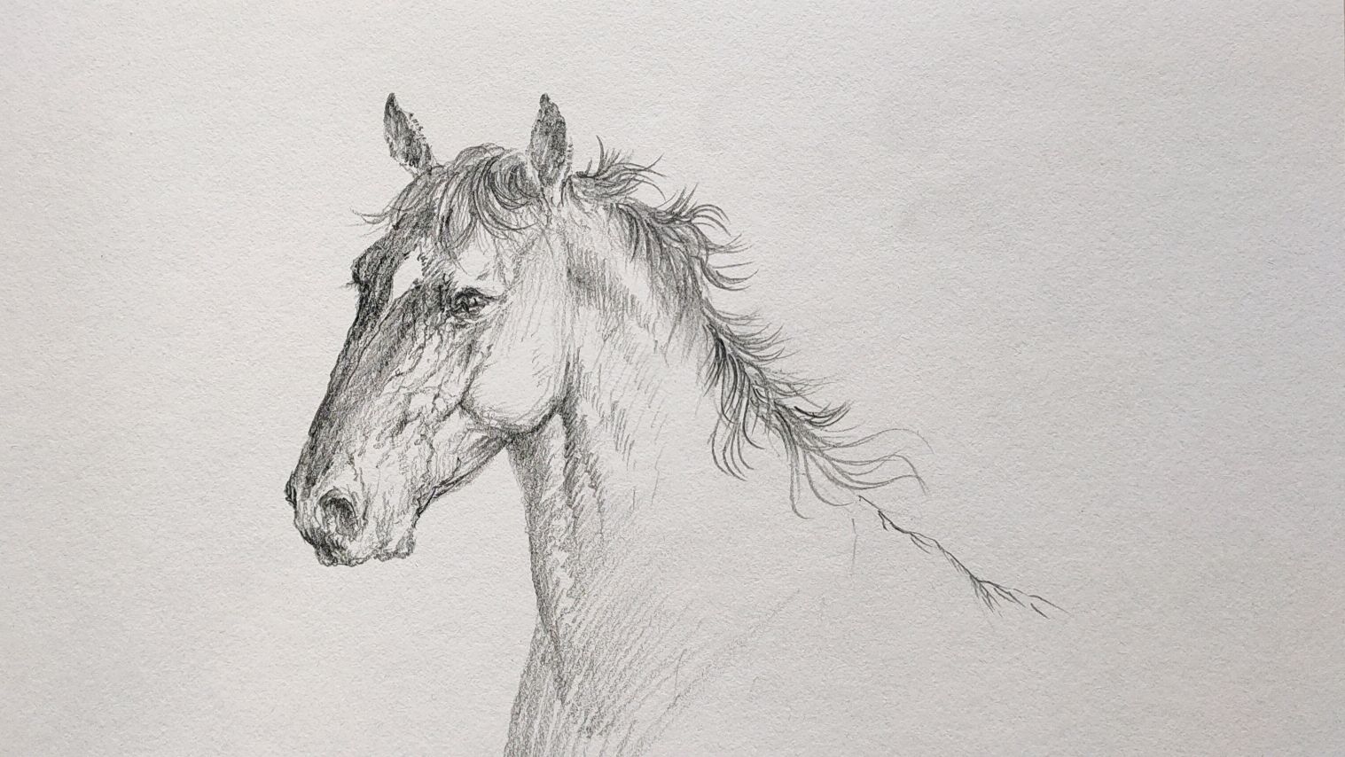 动物铅笔画素描,马局部速写