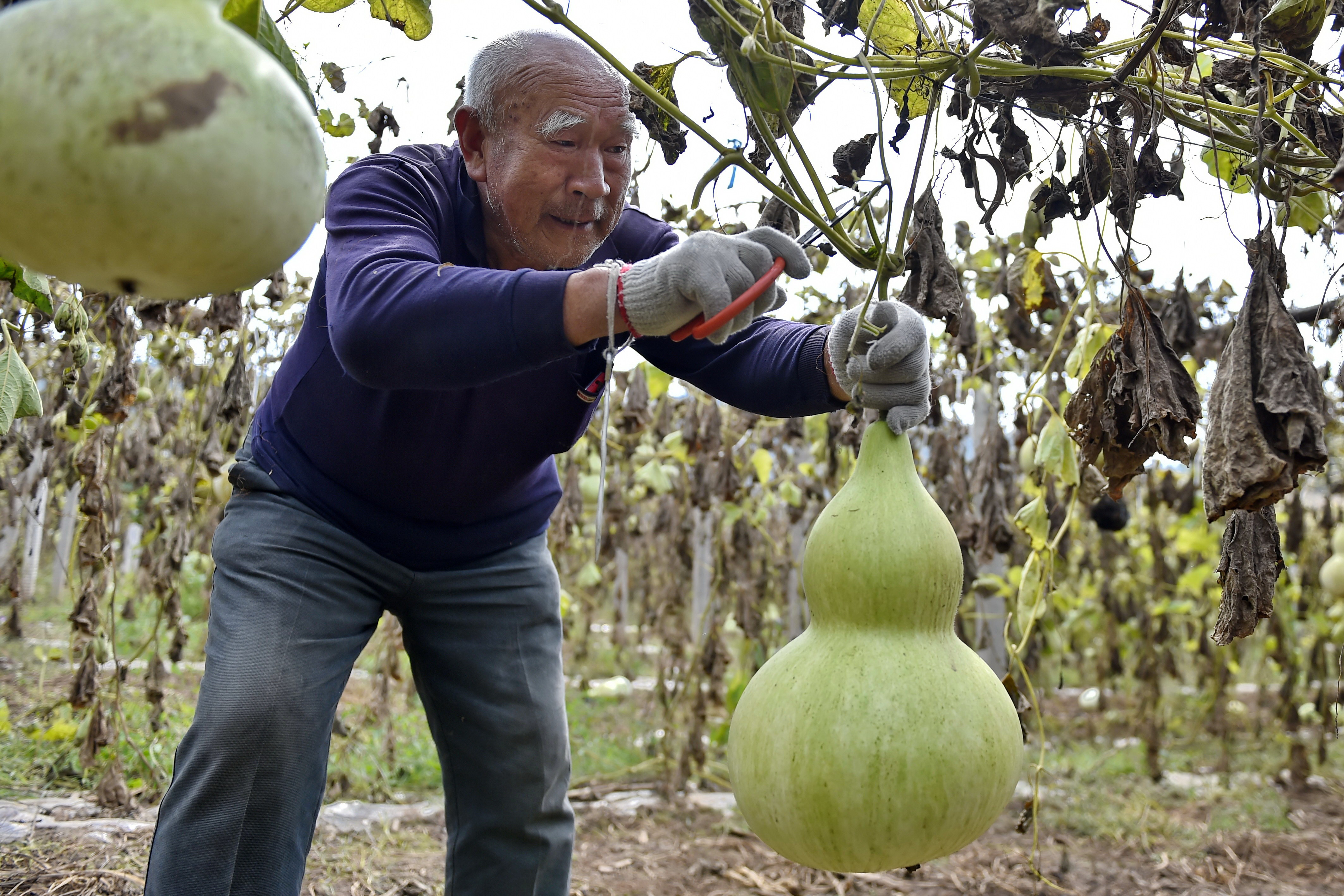 山西安泽:葫芦种植促增收(1)