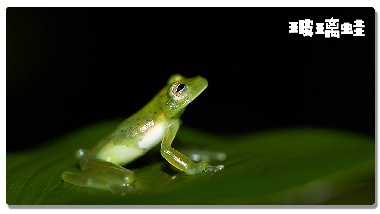 世界上那些神奇的生物第二篇,大部分人一生都没见过,让人惊叹