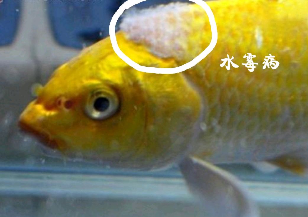 鱼患水霉病图图片