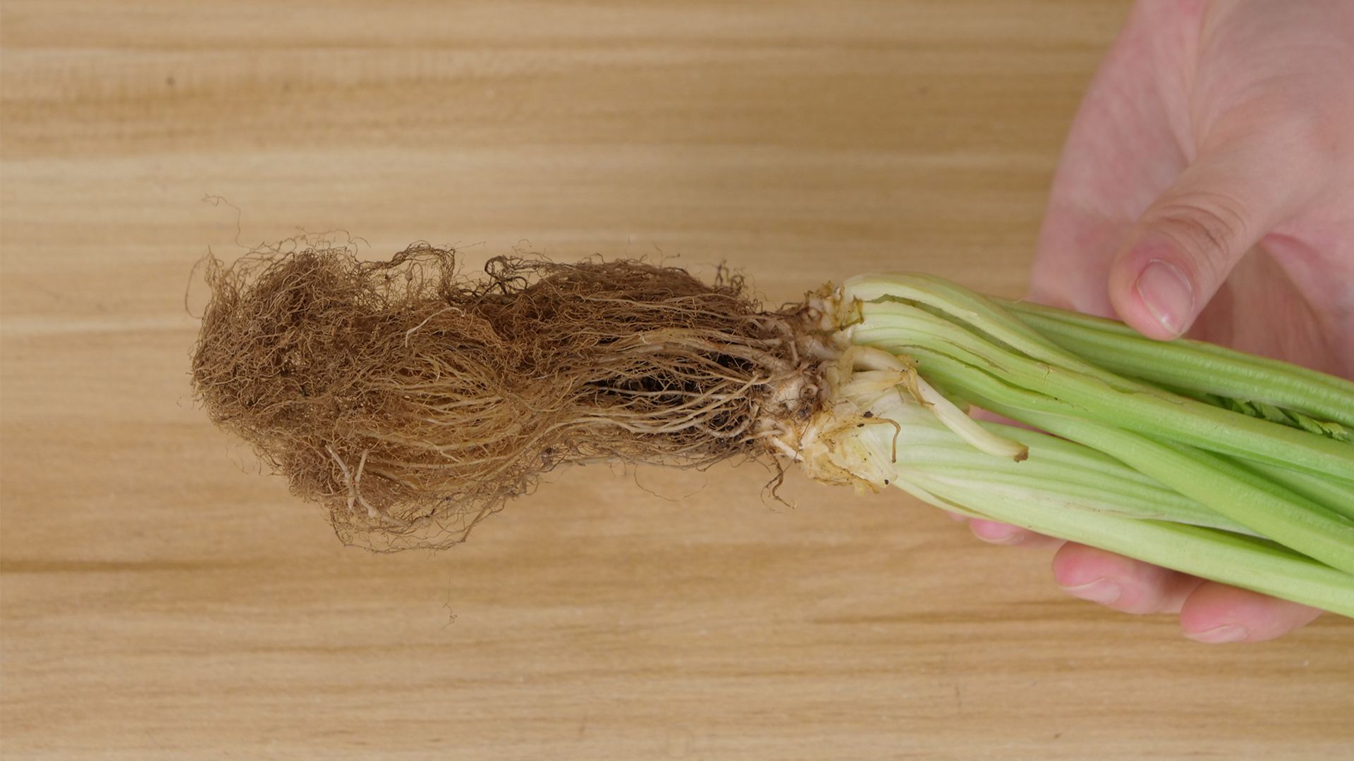 芹菜根放到锅里煮一煮,厉害了,解决秋天成人男生女生的一个烦恼