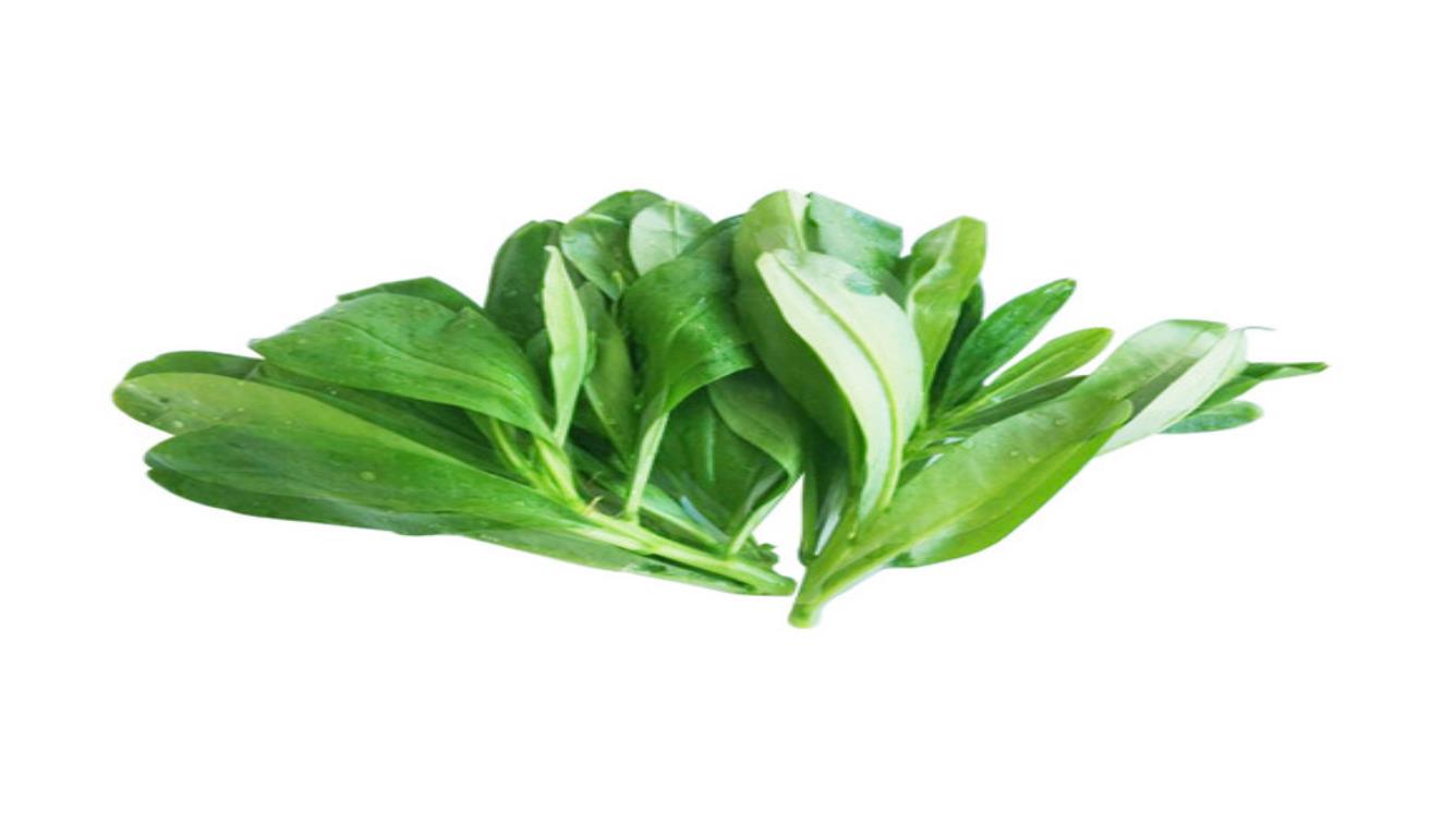 农村常说的"人参菜",看上去其貌不扬,实际有着很高的营养价值