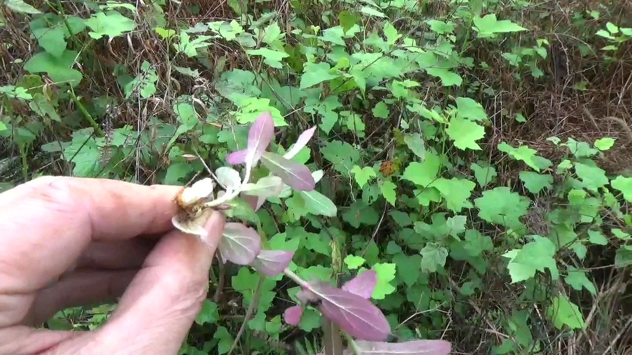 野外受伤不用慌,带你认识珍贵红元宝植物草药