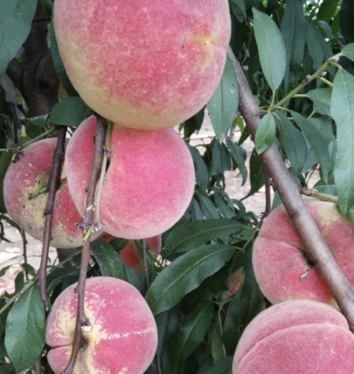 甜桃- 热门商品专区