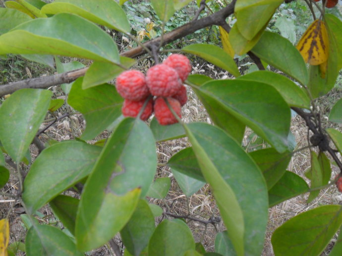 它浑身长刺农民非常讨厌,果实像荔枝,却是国家一级保护植物