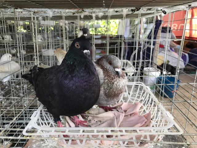 天气晴朗,鸽子都高兴的很.认真抱窝