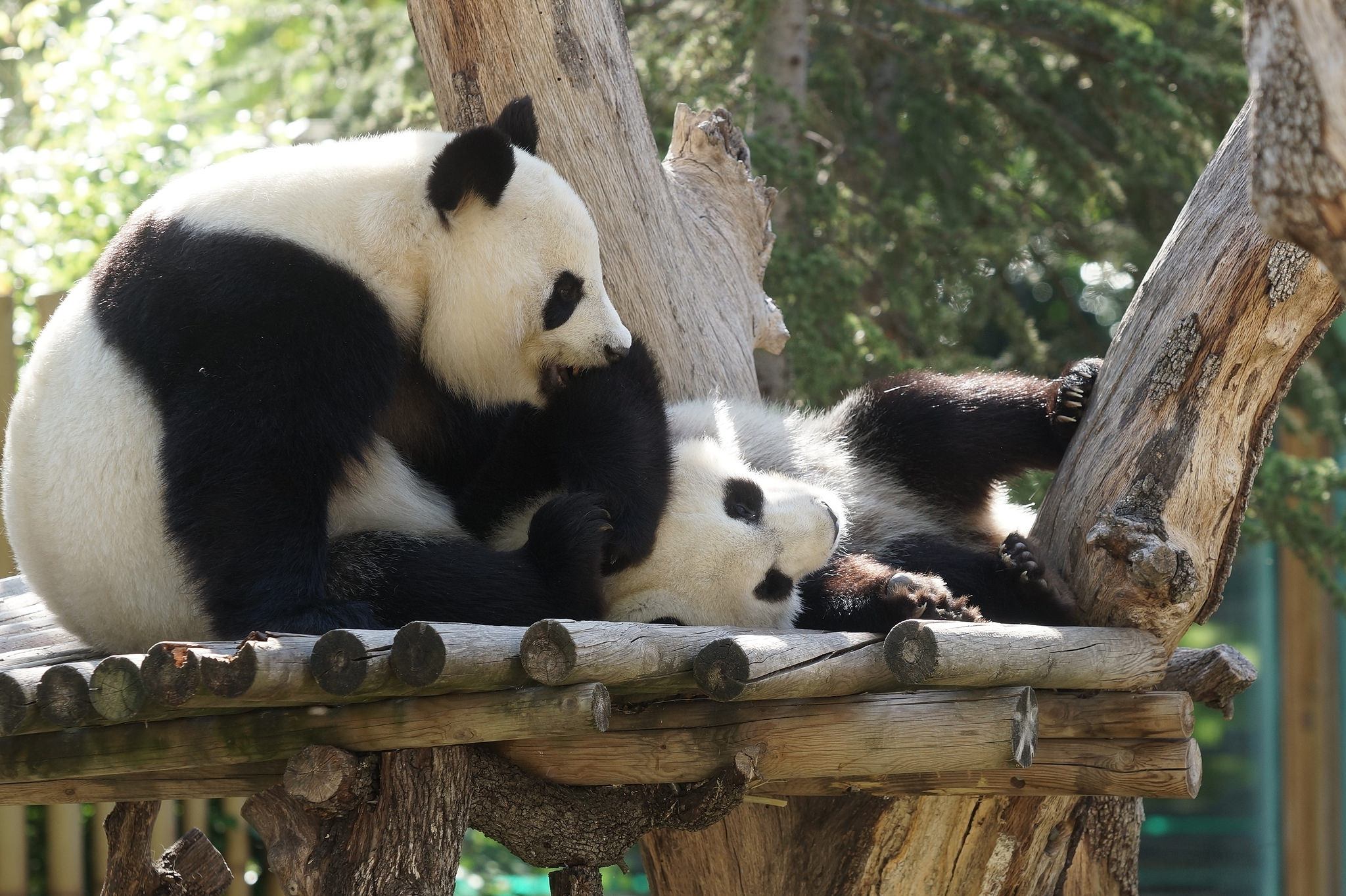 来自西班牙马德里大熊猫宝宝花嘴巴给你问好