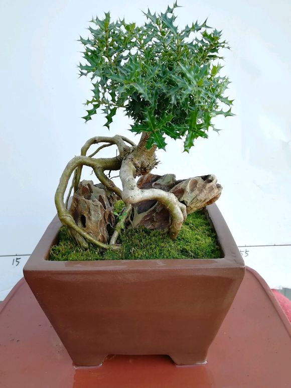 带有根艺的提根米叶枸骨盆景,有喜欢的吗?