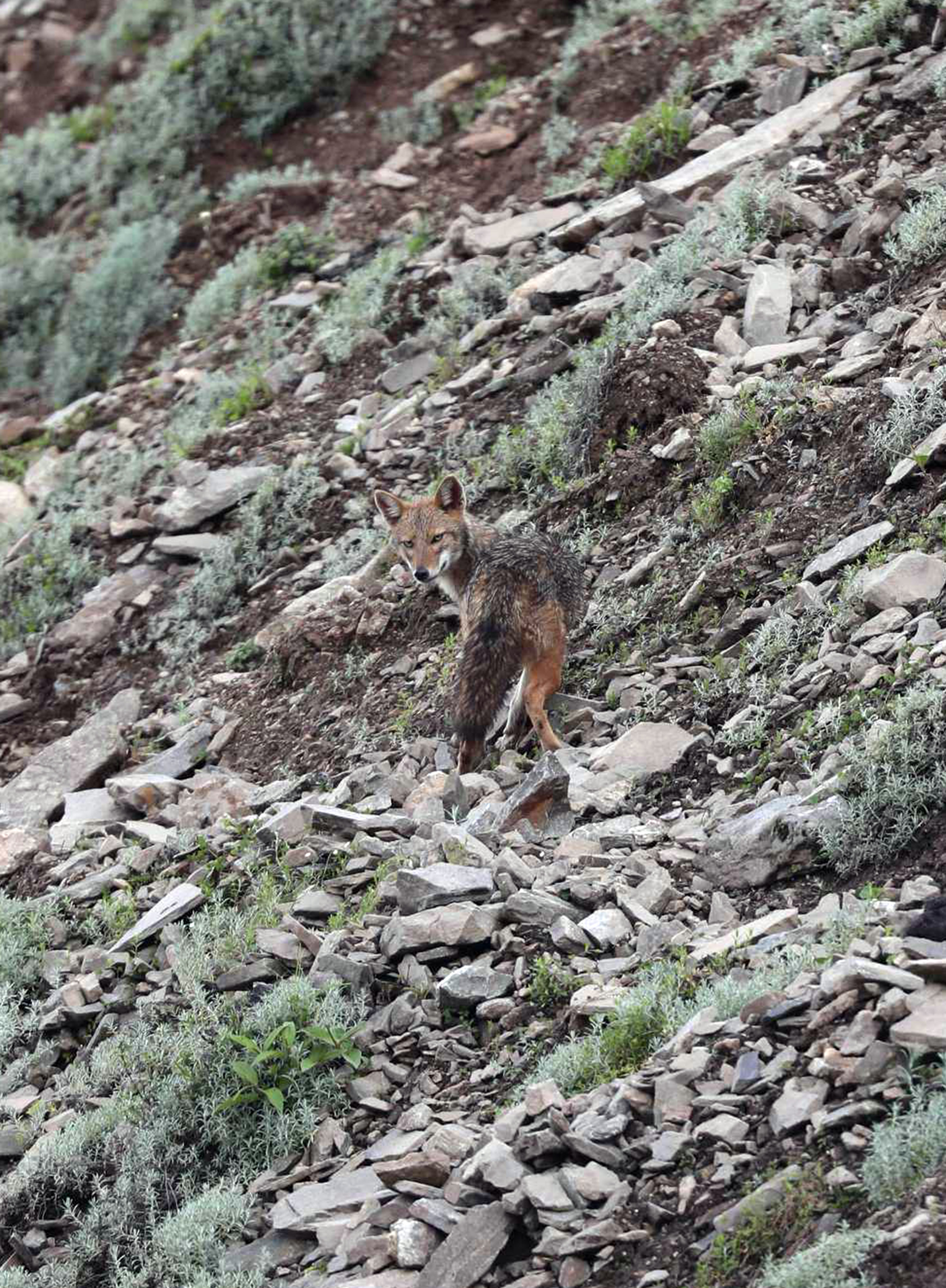 我国境内影像首次记录亚洲胡狼