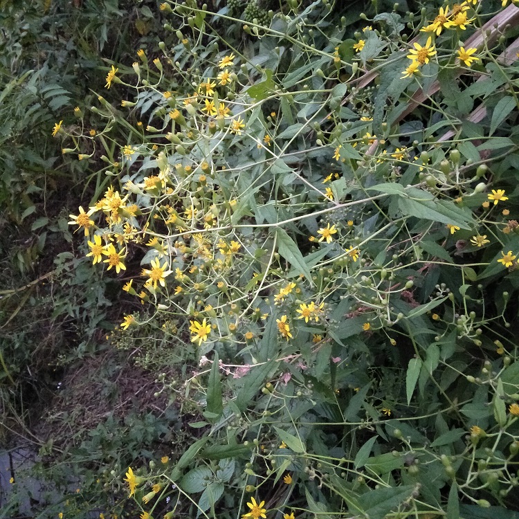这种开着像菊花的植物,殊不知价值珍贵,有人靠它发财20元一斤