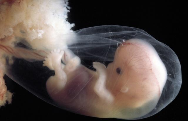 关于胚胎发育,看看吧