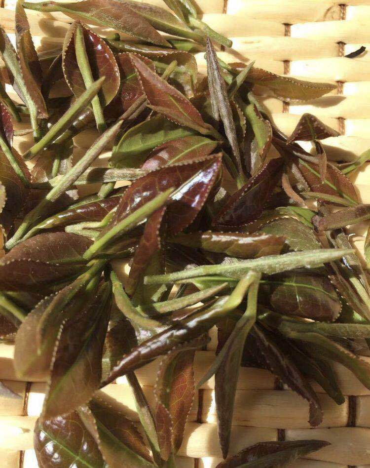 聞香識茶:極品紫芽茶