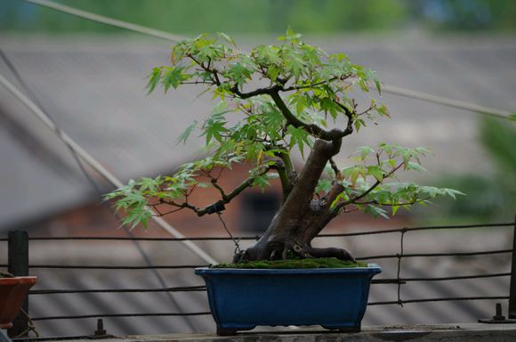 鸡眼树盆景图片